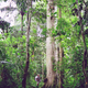 La selva en Darién